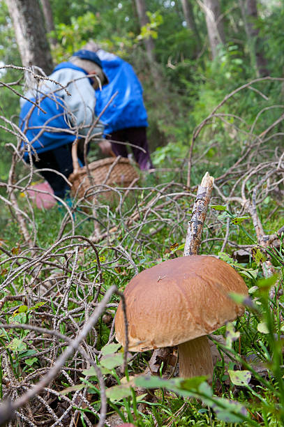 istock Edible Boletus edulis mushroom close-up 148495417