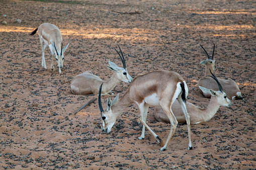 A grant gazelle in its natural habitat