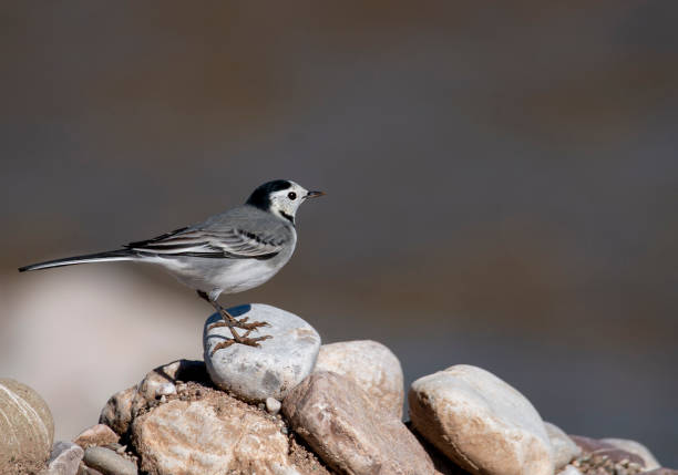 A White wagtail sitting on a river stone . Soft gray background. Motacilla alba. Spring time. Selective focus.