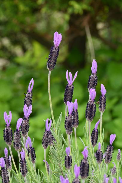 istock French lavender ( Lavandula stoechas ) flowers. 1484957054
