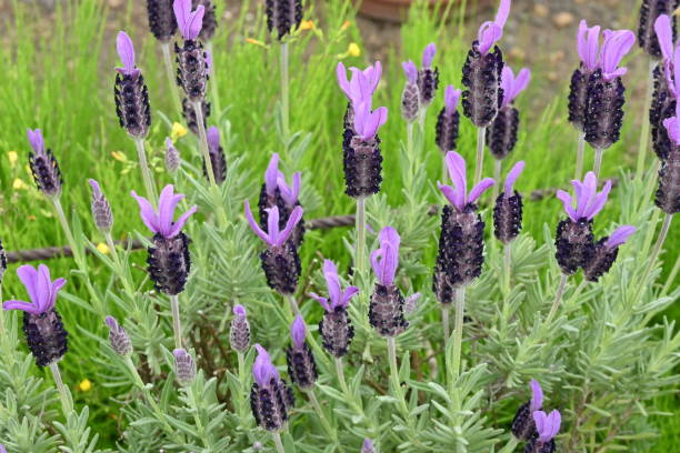 istock French lavender ( Lavandula stoechas ) flowers. 1484957056
