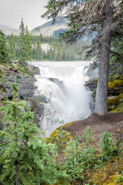 istock View of Athabasca Falls through the trees in Jasper National Park, Alberta 1484957332