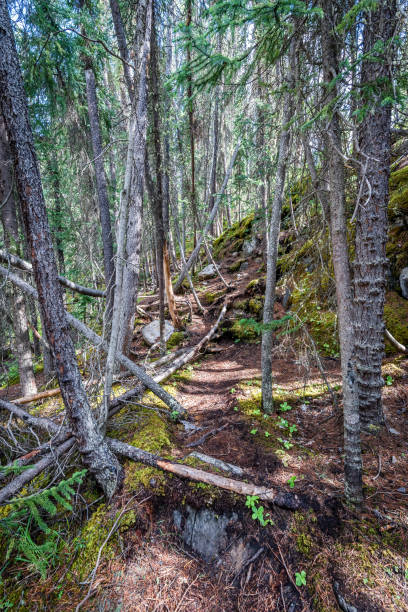 istock A trail through the forest at Sunwapta Falls, Jasper National Park, Alberta 1484957359