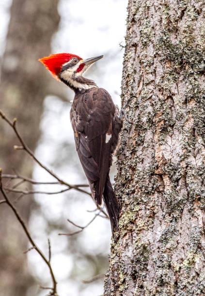 istock Pileated woodpecker in Eastern Tennessee 1484957373