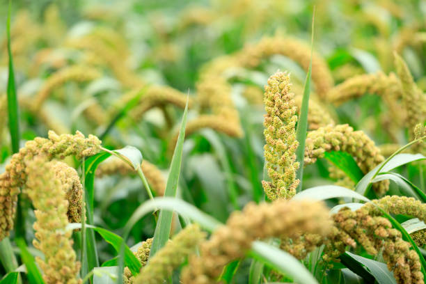 istock Millet, millet in a wooden container 1484958082