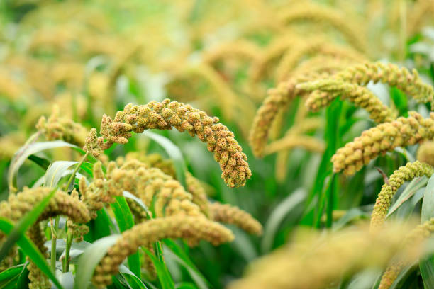 istock Millet, millet in a wooden container 1484958094