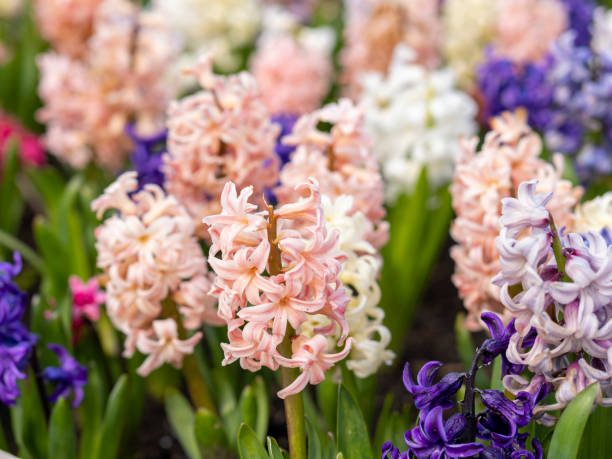istock Cherry blossom and hyacinth 1484958379