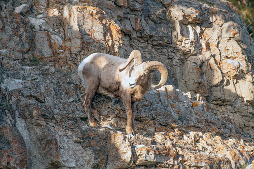 Big Horn sheep ram standing on rocky cliff side in the Yellowstone Ecosystem in Wyoming of western United States of America (USA), North America. Nearest cities are Denver, Colorado, Salt Lake City, Utah, Jackson, Wyoming, Gardiner, Cooke City, Bozeman, and Billings, Montana.