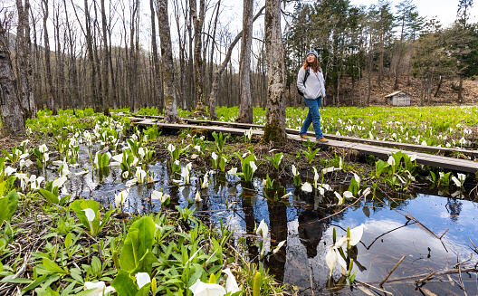 One mid age Japanese woman enjoying the nature along a wooden boardwalk through a Skunk Cabbage area of a forest wetland in Akita, Japan. Lysichiton camtschatcensis (ミズバショウ) AKA White Skunk Cabbage come into bloom in spring for a short time in rural forest wetlands.