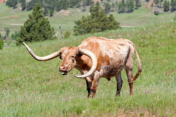 istock Longhorn cow sounds off. 148495958