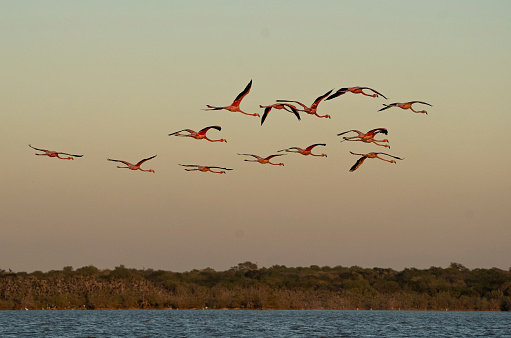 flamingos fliying