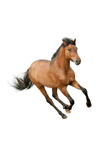 istock Brown horse running on a white background 148496250
