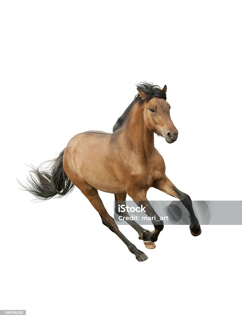 Brown horse running on a white background Bay horse isolated over a white  Horse Stock Photo