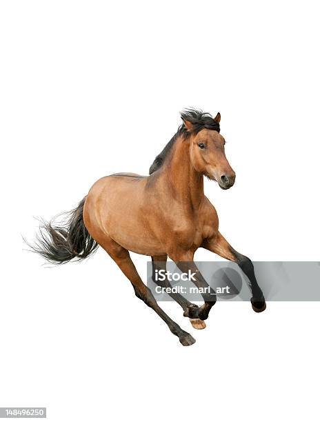 Brown Horse Running On A White Background Stock Photo - Download Image Now - Horse, Running, White Background