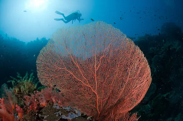 Diver swims by a giant fan in Amed, Bali.
