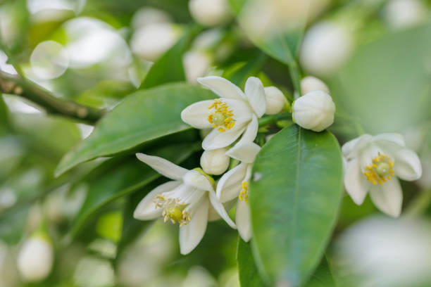 istock Citrus natsudaidai flower 1484964149