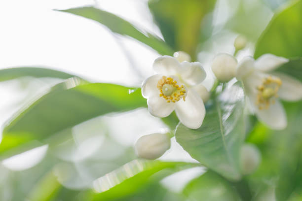 istock Citrus natsudaidai flower 1484964154