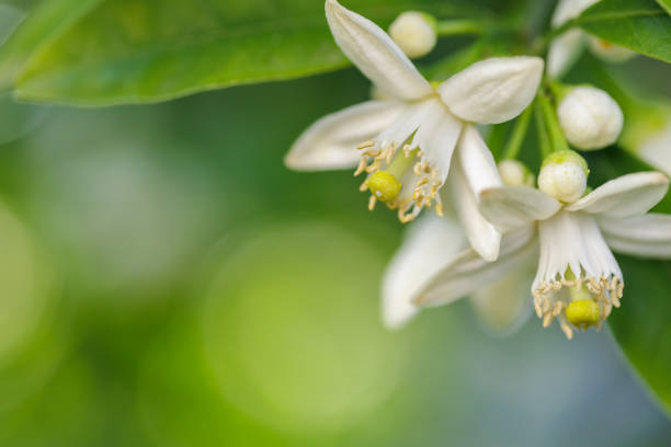 istock Citrus natsudaidai flower 1484964168