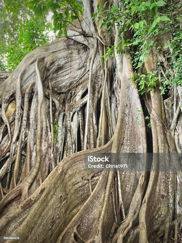 Fromager Tropical Fromager Tree With Sprawling Roots Stock Photo - Download ...
