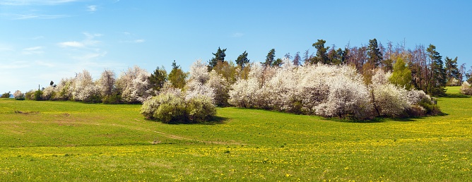 springtime meadow and white flowering blackthorn bush, springtime view from bohemian and moravian highland