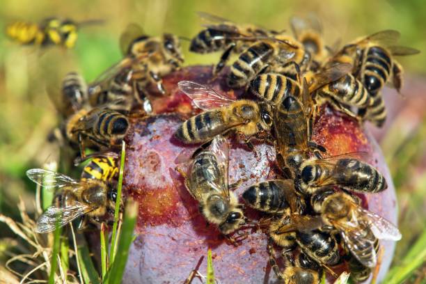 istock Bee honeybee Apis Mellifera, Honey bees on plum fruit 1484966081