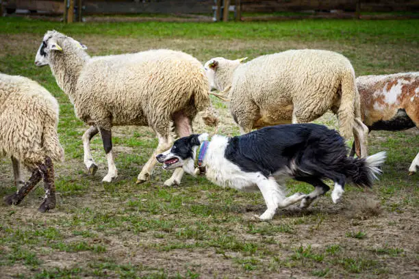 Sheep herding. Border collie is one of the most popular working dog breeds. He is highly valued for his intelligence and commitment to people.