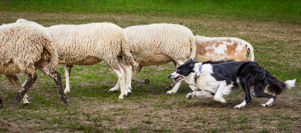 A working sheep dog moves a large flock of sheep through a field.