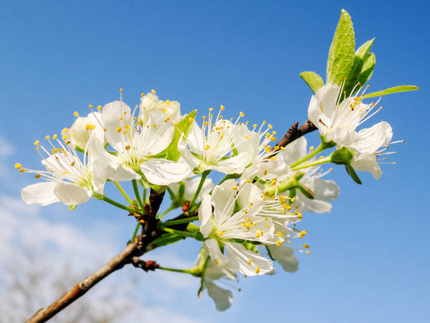 istock Blossoming sakura white color, white cherry flowers, spring photo 1484968983