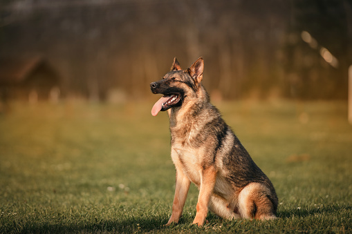 Portrait of a German shepherd dog on a background of green spring grass
