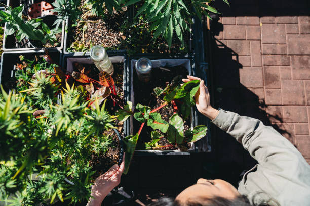 istock A couple is examining their vegetable garden on the rooftop 1484970862