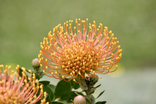 istock Leucespermum cordifolium blossoms also know as pin cushion protea 1484971187
