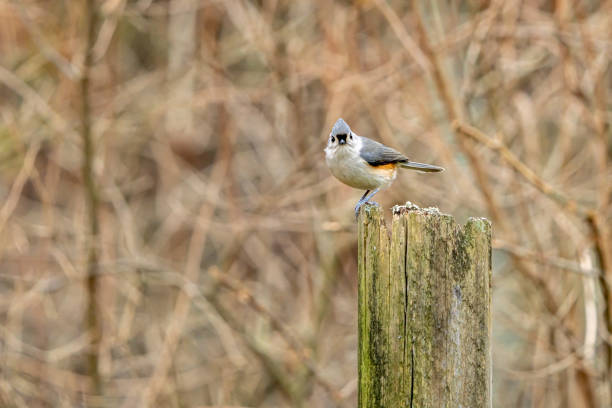 Tufted titmouse on evergreen branch with sunflower seed it has taken from a bird feeder. Birds are choosey, like us. They take the plumpest seeds first.