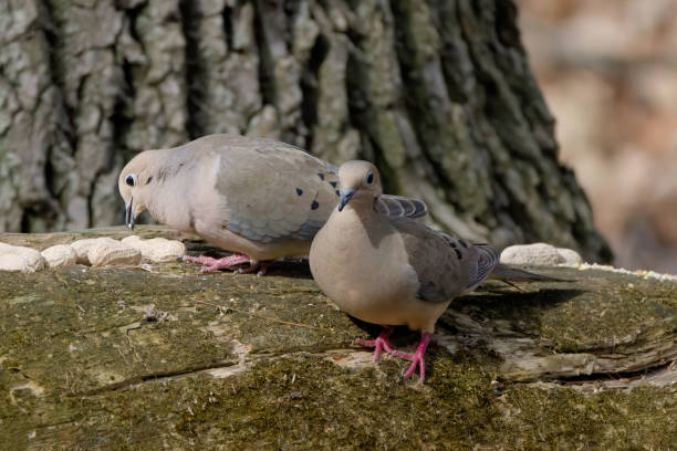 The mourning dove (Zenaida macroura) The mourning dove (Zenaida macroura) also known as the American mourning dove, the rain dove, and colloquially as the turtle dove, and was once known as the Carolina pigeon and Carolina turtledove zenaida dove stock pictures, royalty-free photos & images