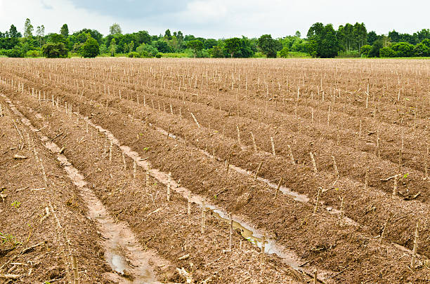 istock cultivate Cassava or manioc plant field 148497655