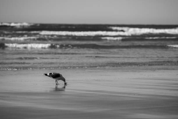 istock Seagull having its breakfast along the shoreline. 1484976926