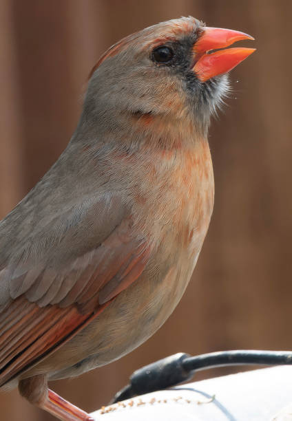 istock A Northern Cardinal poses on the deck 1484980502