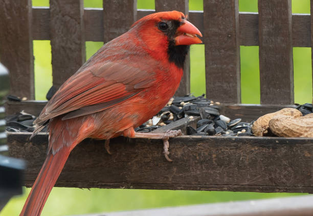 istock A Northern Cardinal poses on the deck 1484980511