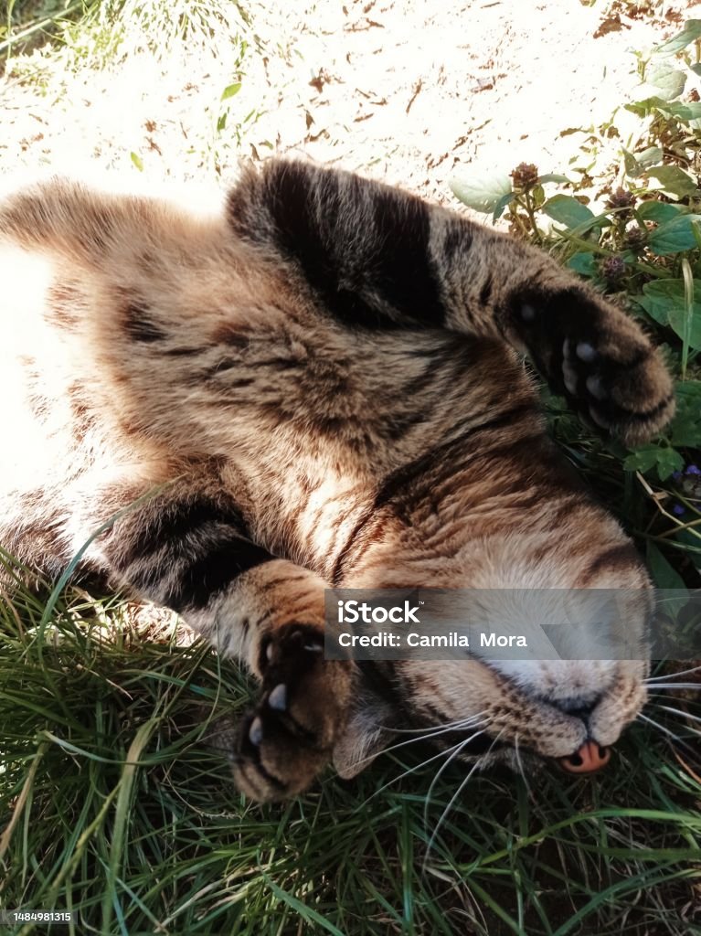 Kitty cat Villarica Animal Stock Photo
