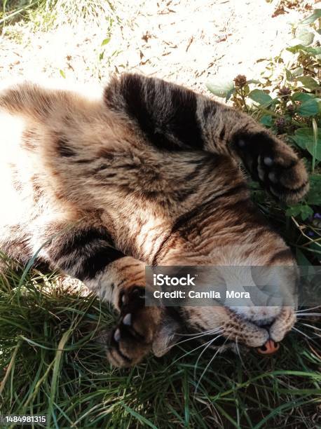 Kitty Cat Stock Photo - Download Image Now - Animal, Animal Body Part, Animal Hair