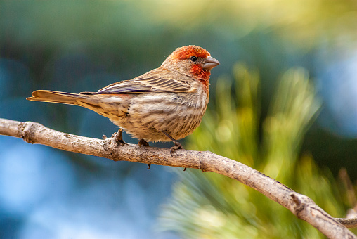 The House Finch (Haemorhous mexicanus) is a year-round resident of North America and the Hawaiian Islands.  Male coloration varies in intensity with availability of the berries and fruits in its diet.  As a result, the colors range from pale straw-yellow through bright orange to deep red. Adult females have brown upperparts and streaked underparts.  This male finch was photographed at Walnut Canyon Lakes in Flagstaff, Arizona, USA.