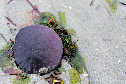A close up image of a large living Sand Dollar deep purple in color.