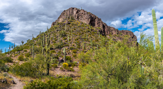 Picacho Peak is a prominent landmark in Southern Arizona.  Picacho Peak and Picacho Pass are part of Picacho Peak State Park.  In addition to being a popular recreation destination, the area is also of historical significance.  The peak was a landmark for Native American tribes and the pass was an important site during the American Civil War. The Battle of Picacho Pass, which was fought on April 15, 1862, was the westernmost battle of the war.  The peak and pass are in the Sonoran Desert region of southern Arizona, about halfway between Phoenix and Tucson.  Picacho Peak State Park covers over 3,700 acres and includes the peak, the pass, and the surrounding desert terrain, which is known for its unique plants and animals.  This desert landscape was photographed on the Calloway Trail in Picacho Peak State Park near the town of Picacho, Arizona, USA.