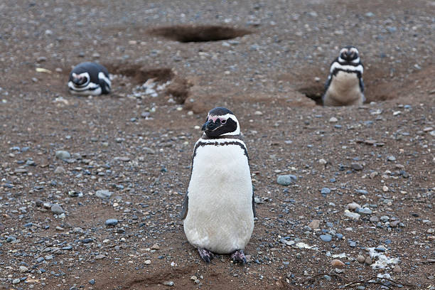istock Magellanic penguin at isla magdalena 148498470