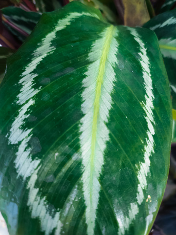 view of the texture of the leaves of the calathea roseopicta plant