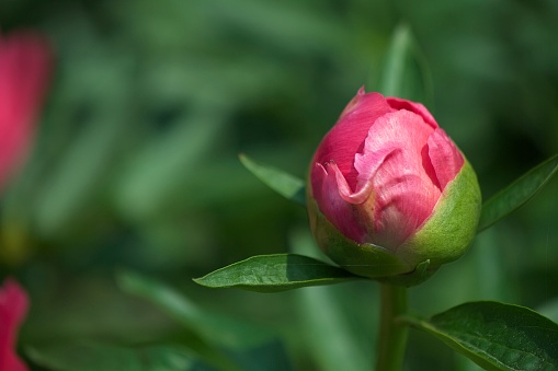 perennial flowers, a peony bud in the middle of green leaves