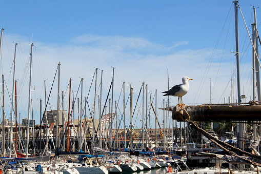 A seagull on the Mediterranean Coast of Barcelona