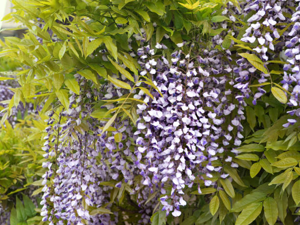 istock wisteria flower 1484990117