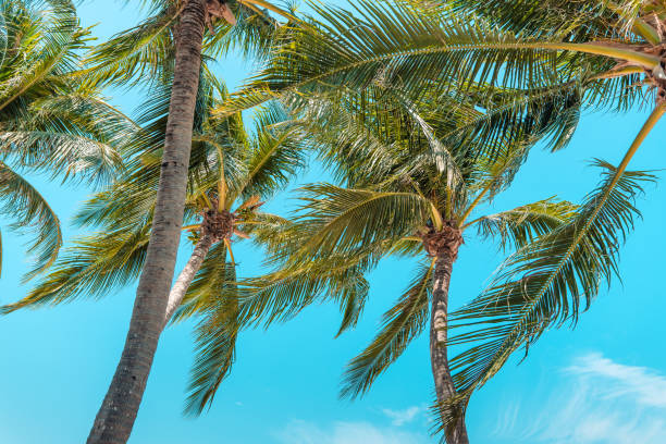 istock Coconut trees on island beach and summer vacation 1484990631