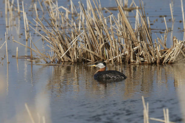 istock Red-necked Grebe (podiceps grisegena) swimming in a grassy pond 1484996141