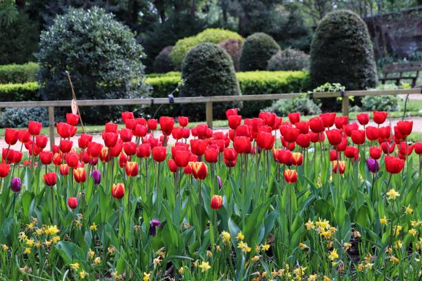 istock Red tulips in the garden 1484996994